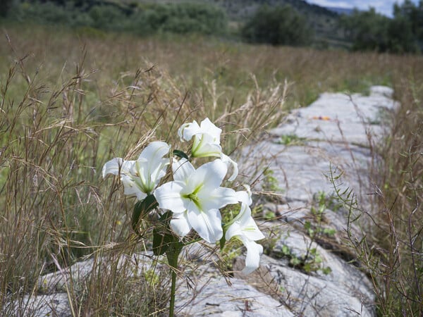 Αναθήματα προς τη θεά 'Ηρα