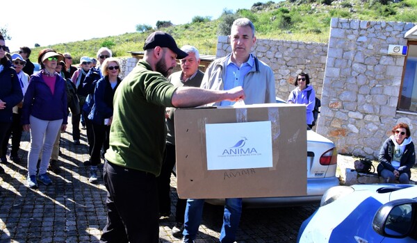Ναύπλιο: Δύο γερακίνες απελευθερώθηκαν στον αρχαιολογικό χώρο της Μιδέας