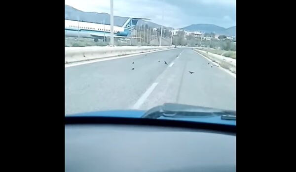 Εξαντλημένα και νεκρά χελιδόνια σε δρόμο του Λαυρίου: Τι εξηγεί η ΑΝΙΜΑ