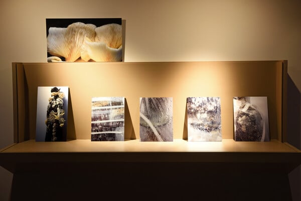 Project Mycelium: η διάβρωση, η αναγέννηση και τα μανιτάρια που φυτρώνουν σε μία ευφάνταστη τουαλέτα της Κάλλας