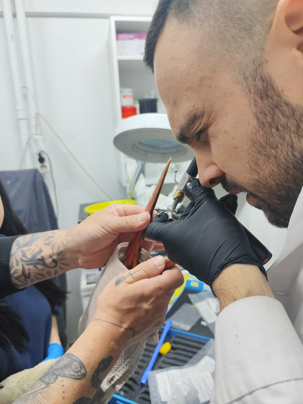 Πελαργός που κατάπιε λάστιχα διασώθηκε από την ΑΝΙΜΑ