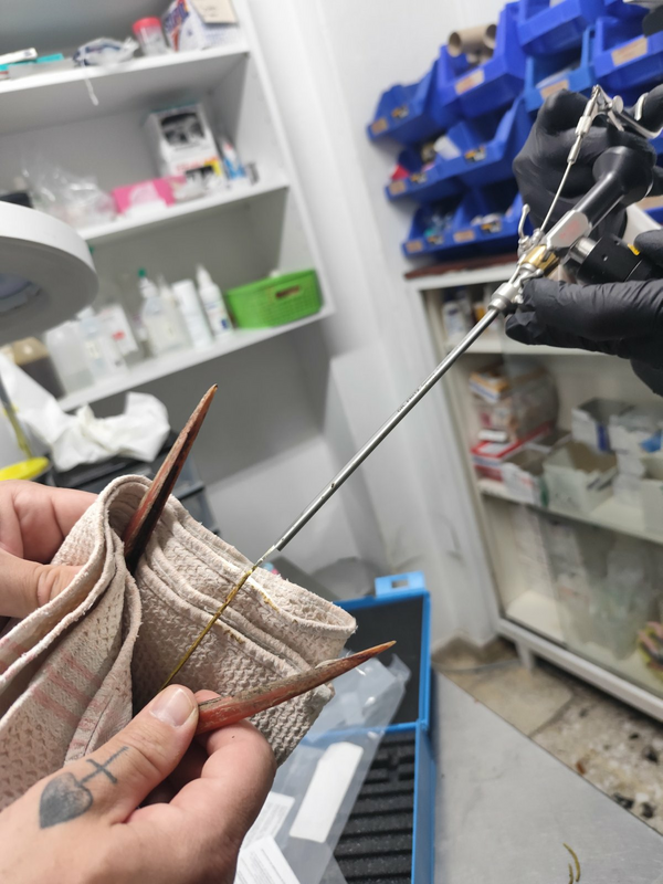 Πελαργός που κατάπιε λάστιχα διασώθηκε από την ΑΝΙΜΑ
