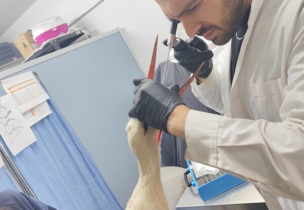 Πελαργός που κατάπιε λάστιχα διασώθηκε από την ΑΝΙΜΑ