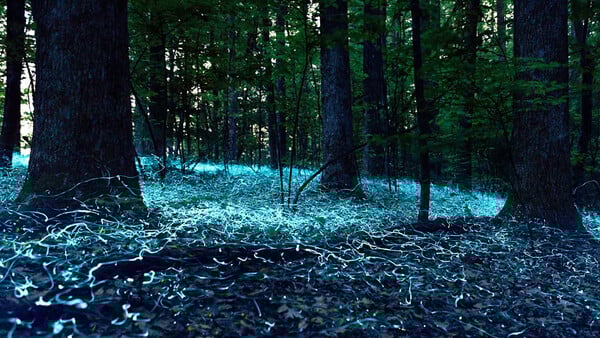 «Blue ghosts»: To σπάνιο φυσικό φαινόμενο με τις φωσφορίζουσες πυγολαμπίδες στη Βόρεια Καρολίνα