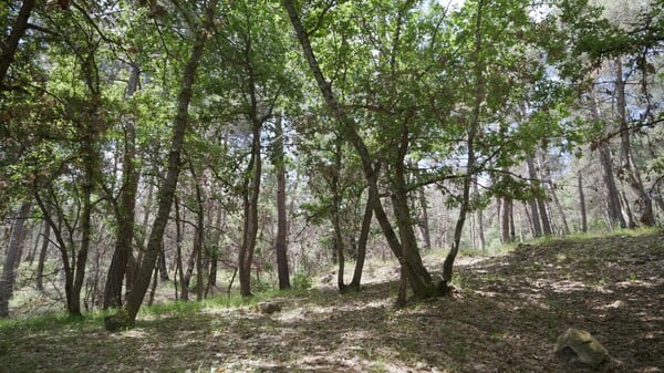 Δαδιά: Mπορεί να επουλωθούν οι πληγές της και πως;