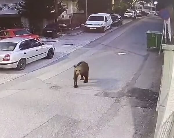 Αρκούδες εντοπίστηκαν να κυκλοφορούν σε κεντρικό δρόμο σε Κοζάνη και Γρεβενά