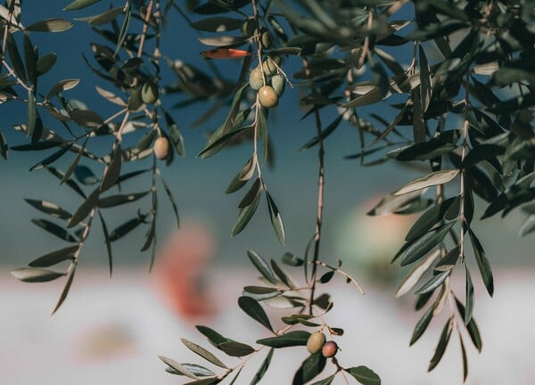 National Geographic για το «υγρό χρυσάφι» της Ελλάδας: Από την Ιερή Ελιά στη σύγχρονη συγκομιδή