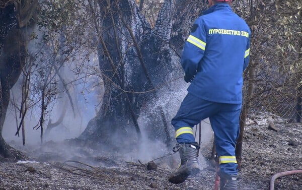 Φωτιά στη Μεσσηνία: Επιχειρούν 40 πυροσβέστες και 2 αεροσκάφη