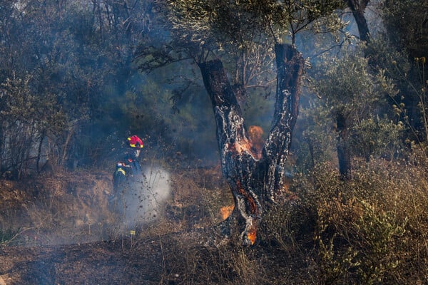 Φωτιά στη Χίο: Πώς θα εξελιχθούν σήμερα οι καιρικές συνθήκες