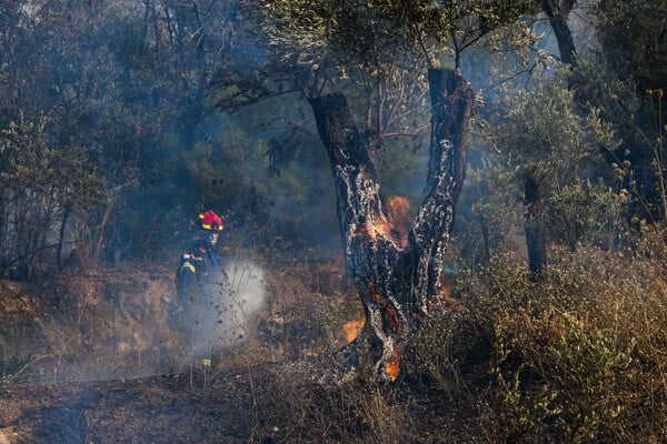 Φωτιά στη Χίο: Εκτός ελέγχου, απειλεί μαστιχοκαλλιέργειες