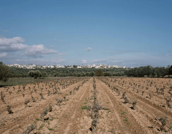 Bloomberg: Αφιέρωμα στην κρίση των ελληνικών ελαιώνων - «Η περσινή χρονιά ήταν η χειρότερη των τελευταίων 20 χρόνων»