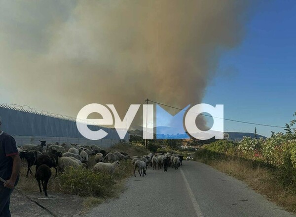 Φωτιά στην Εύβοια: Πλησιάζει τα πρώτα σπίτια - Μήμυμα από το 112