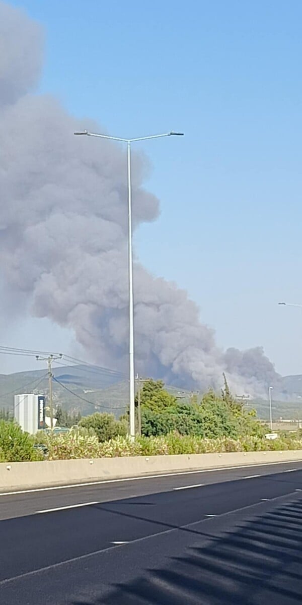 Φωτιά στον Ωρωπό: Ισχυρές εναέριες και επίγειες δυνάμεις - Εστάλη 112