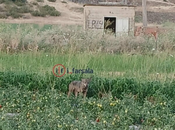 Λάρισα: Αγρότης από τα Φάρσαλα βρήκε λύκο στο χωράφι του