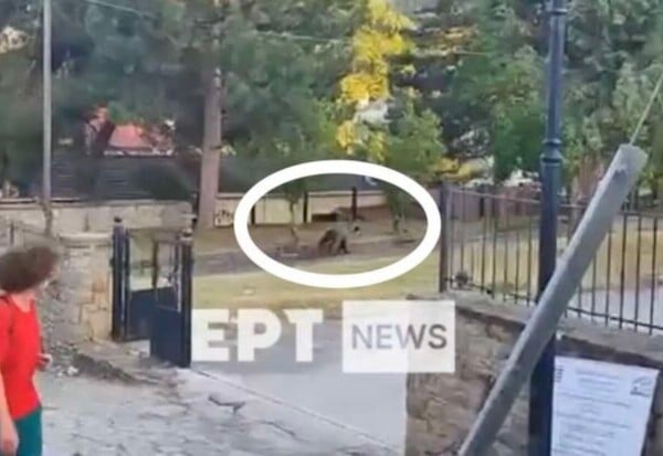 ΑΡΚΟΥΔΑ ΚΑΣΤΟΡΙΑ
