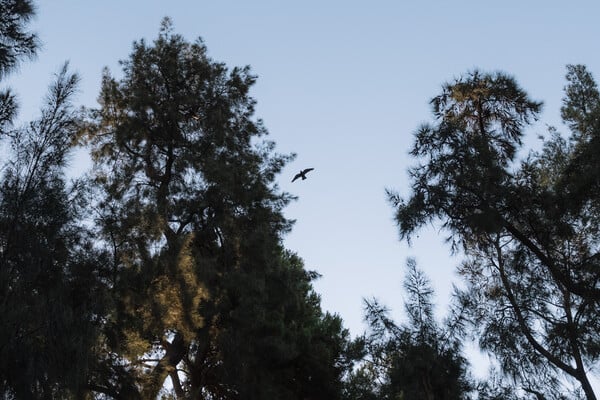 CHECK ΕΠΕΞ Ένα πρωί αναζητήσαμε πουλιά στον Εθνικό Κήπο