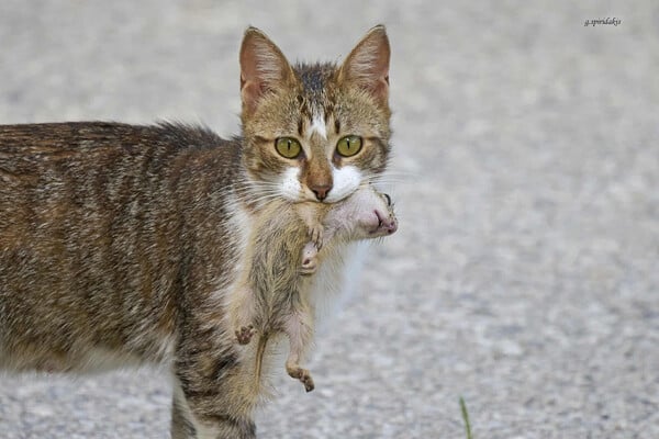 Αδέσποτη γάτα στο ΑΠΘ εξολόθρευσε μία μικρή αποικία λαγόγυρου, είδος που θεωρείται ότι είναι σε κίνδυνο