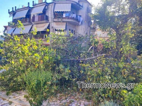 Πλάτανος έπεσε σε πλατεία, δίπλα σε παιδική χαρά