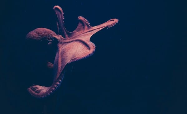 Τέξας: Γιγάντιο χταπόδι τραυμάτισε 6χρονο σε ενυδρείο