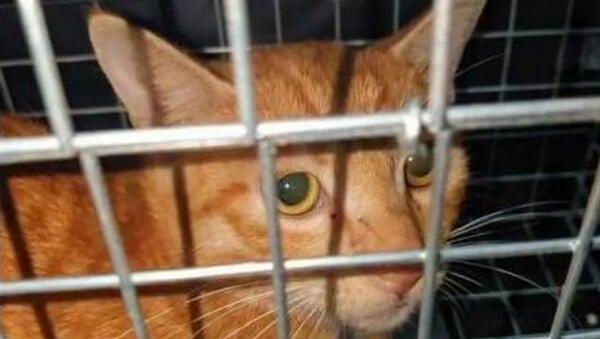 BBC: Αποκάλυψε διεθνές δίκτυο που βασανίζουν και σκοτώνουν γάτες - Αναρτούν και βίντεο στο Ίντερνετ
