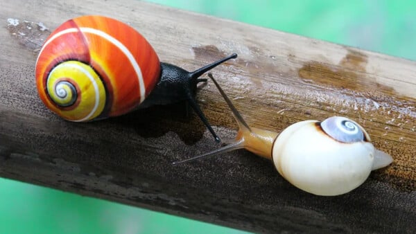 Τα πιο όμορφα σαλιγκάρια του κόσμου απειλούνται: Μια επιστημονική μάχη ενάντια στον χρόνο