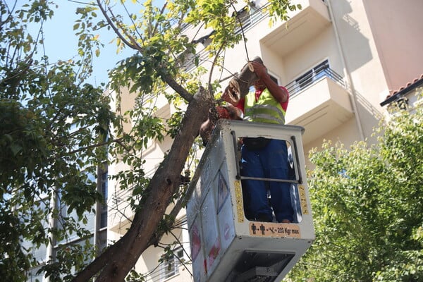 Κλειστός ο Εθνικός Κήπος λόγω των ανέμων - Πτώση δέντρου στην Ερμού