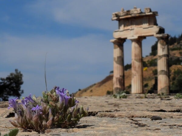 «ΒΙΑΣ»: Τα αρχαιολογικά τοπία ως ζωντανά οικοσυστήματα