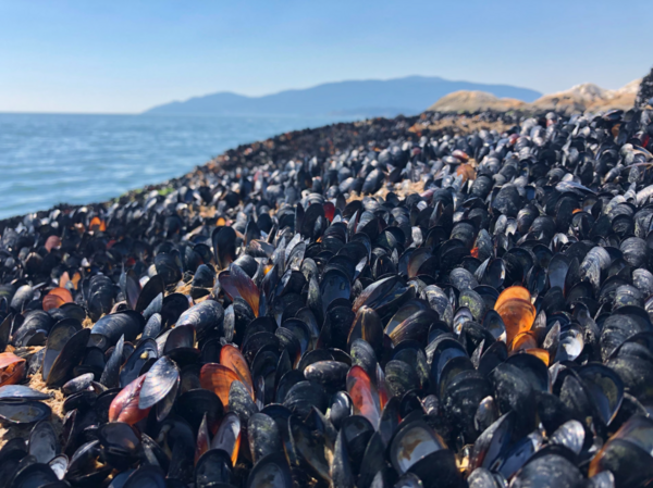 Καύσωνες και μαζικοί θάνατοι ζώων: Η κλιματική κρίση απειλεί την άγρια ζωή