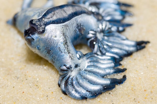 Glaucus Atlanticus: Συναγερμός για τον δηλητηριώδη γαλάζιο «δράκο» της Μεσογείου - Κλείνει παραλίες η Ισπανία