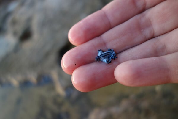 Glaucus Atlanticus: Συναγερμός για τον δηλητηριώδη γαλάζιο «δράκο» της Μεσογείου - Κλείνει παραλίες η Ισπανία