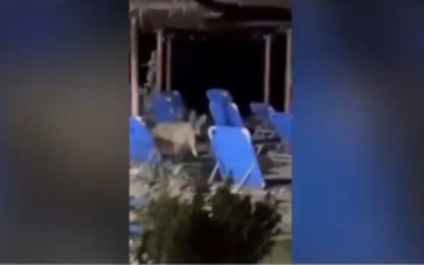 Χαλκιδική: Νέα επίθεση του λύκου σε γυναίκα που έβγαζε βόλτα τον σκύλο της
