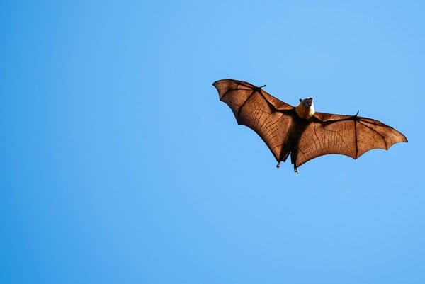 Ig Nobel: Μεθυσμένες νυχτερίδες και σαύρες που τρώνε πίτσα στα «Νόμπελ του παραλόγου»