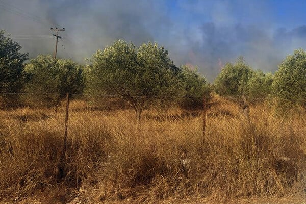 Αργολίδα: Σε ύφεση η φωτιά που ξέσπασε στην περιοχή Κουνούπι