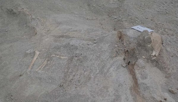 Ανακαλύφθηκε νέο είδος δεινοσαύρου στη Μογγολία: Το παλαιότερο είδος παχυκεφαλόσαυρου