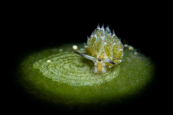 Ocean Photographer of the Year 2025