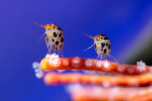 Ocean Photographer of the Year 2025