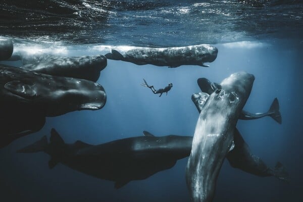 Ocean Photographer of the Year 2025