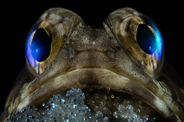 Ocean Photographer of the Year 2025