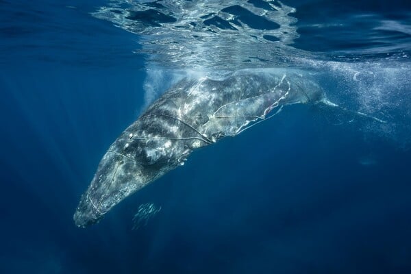 Ocean Photographer of the Year 2025