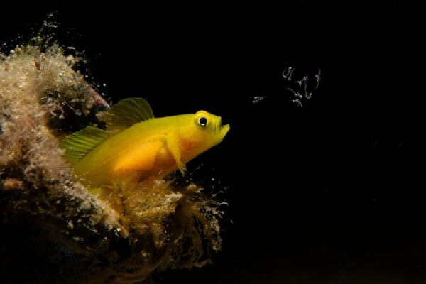 Ocean Photographer of the Year 2025
