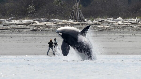 Ocean Photographer of the Year 2025