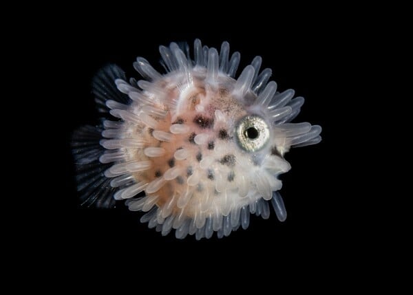Ocean Photographer of the Year 2025