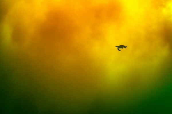 Ocean Photographer of the Year 2025