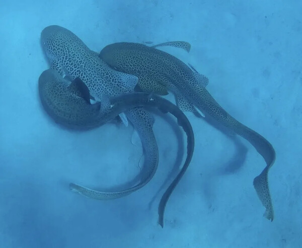 Για πρώτη φορά καταγράφηκε ζευγάρωμα καρχαριών ενός απειλούμενου είδους και μάλιστα σε τρίο