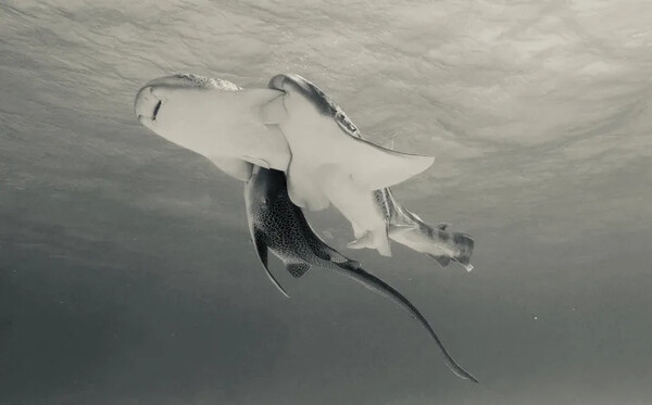 Για πρώτη φορά καταγράφηκε ζευγάρωμα καρχαριών ενός απειλούμενου είδους και μάλιστα σε τρίο