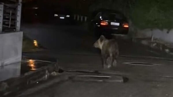 Αρκούδα βγήκε για βραδινή βόλτα στα Τρίκαλα