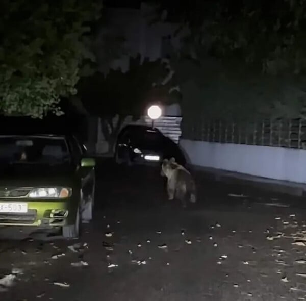 Αρκούδα βγήκε για βραδινή βόλτα στα Τρίκαλα
