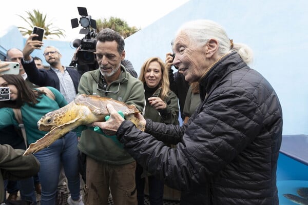 Πέθανε η Τζέιν Γκούντολ, πρωτοπόρος της μελέτης των χιμπαντζήδων, σε ηλικία 91 ετών