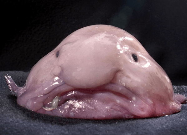 Blobfish: Το «πιο άσχημο ζώο στον κόσμο» δεν μοιάζει έτσι κάτω από το νερό