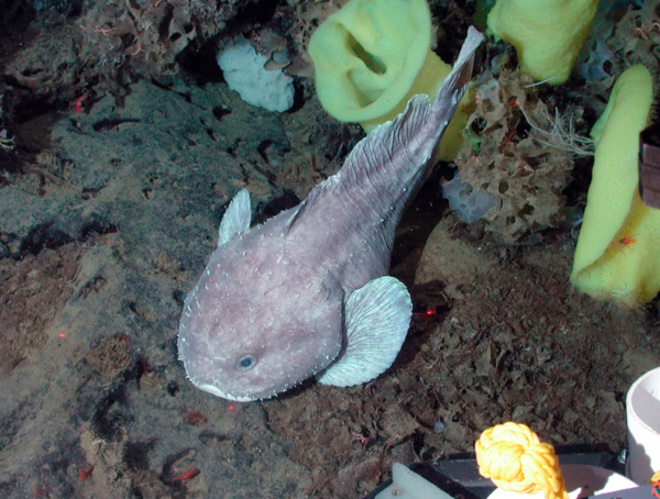 Blobfish: Το «πιο άσχημο ζώο στον κόσμο» δεν μοιάζει έτσι κάτω από το νερό